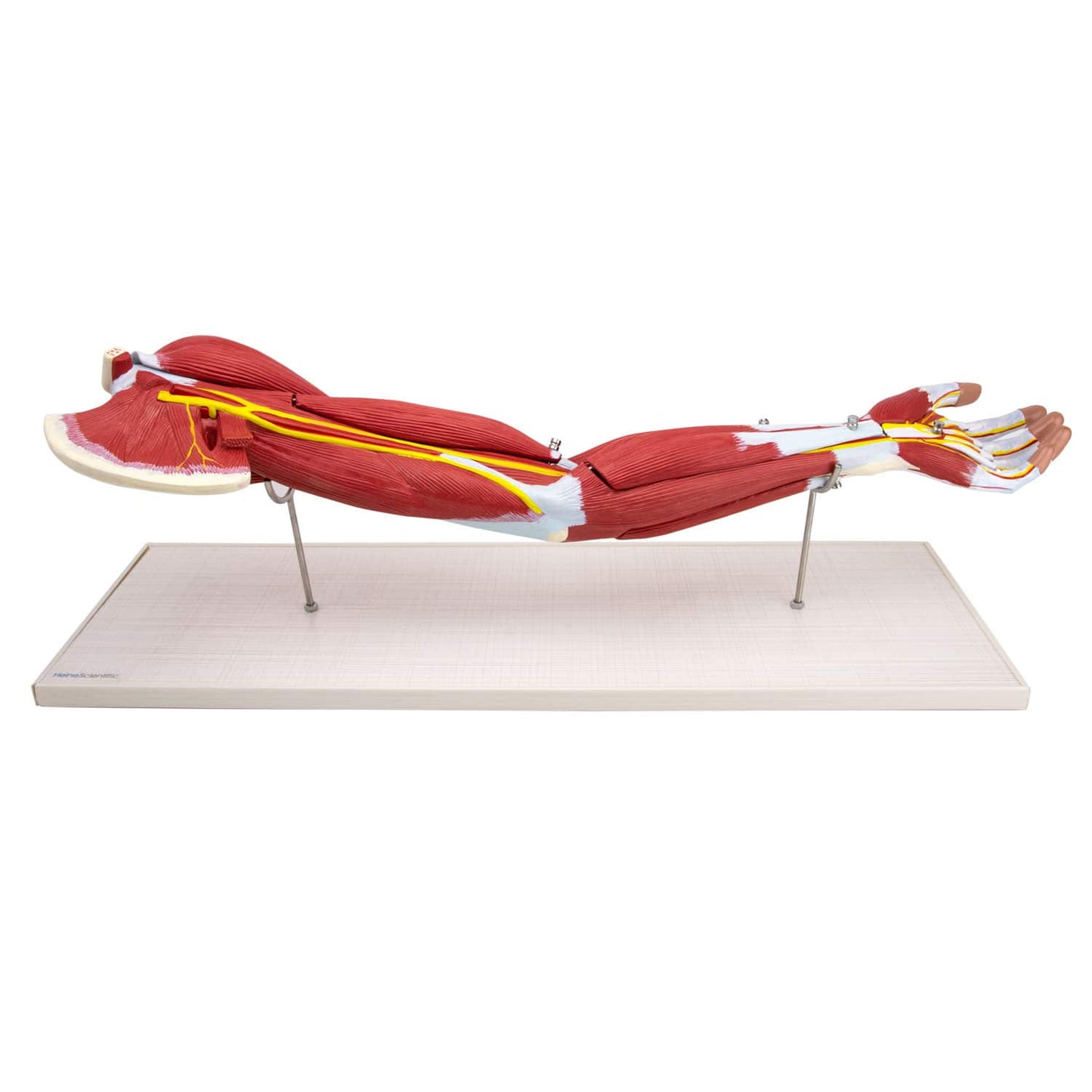 Anatomiemodell Arm mit Muskulatur - übersichtliches Lehrmittel 74 x 13,5 cm - Med-Praxisbedarf