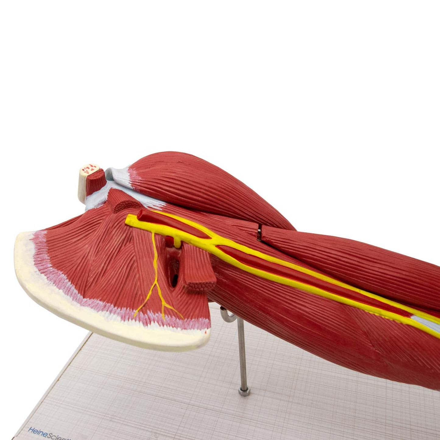 Armmuskeln Modell von HeineScientific - zeigt Beuger und Strecker des menschlichen Arms - Med-Praxisbedarf