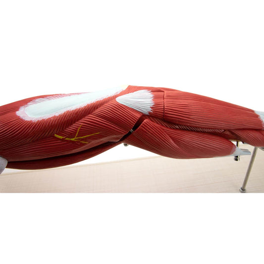 Armmuskulatur Modell oberflächliche und tiefe Muskeln - Anatomiemodell 74 cm von HeineScientific - Med-Praxisbedarf