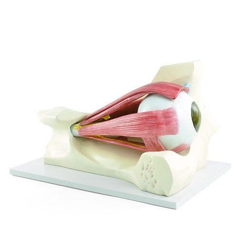 Augenmuskulatur Modell in 6-facher Vergrößerung - 28,5 x 40 x 24 cm von HeineScientific - Med-Praxisbedarf