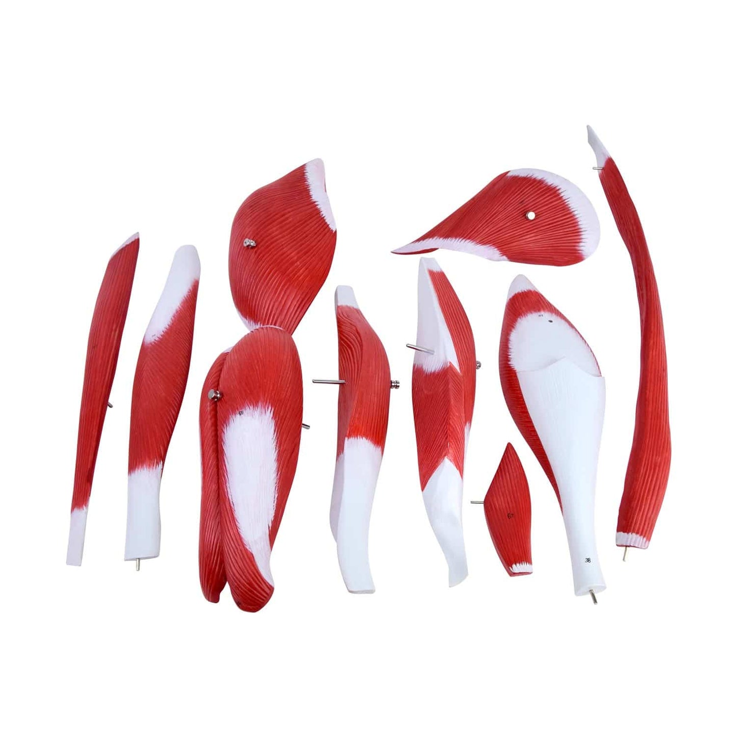 Beinmuskel-Modell seitliche Ansicht - mit Sockel, 17 cm breit und 24 cm tief - Med-Praxisbedarf