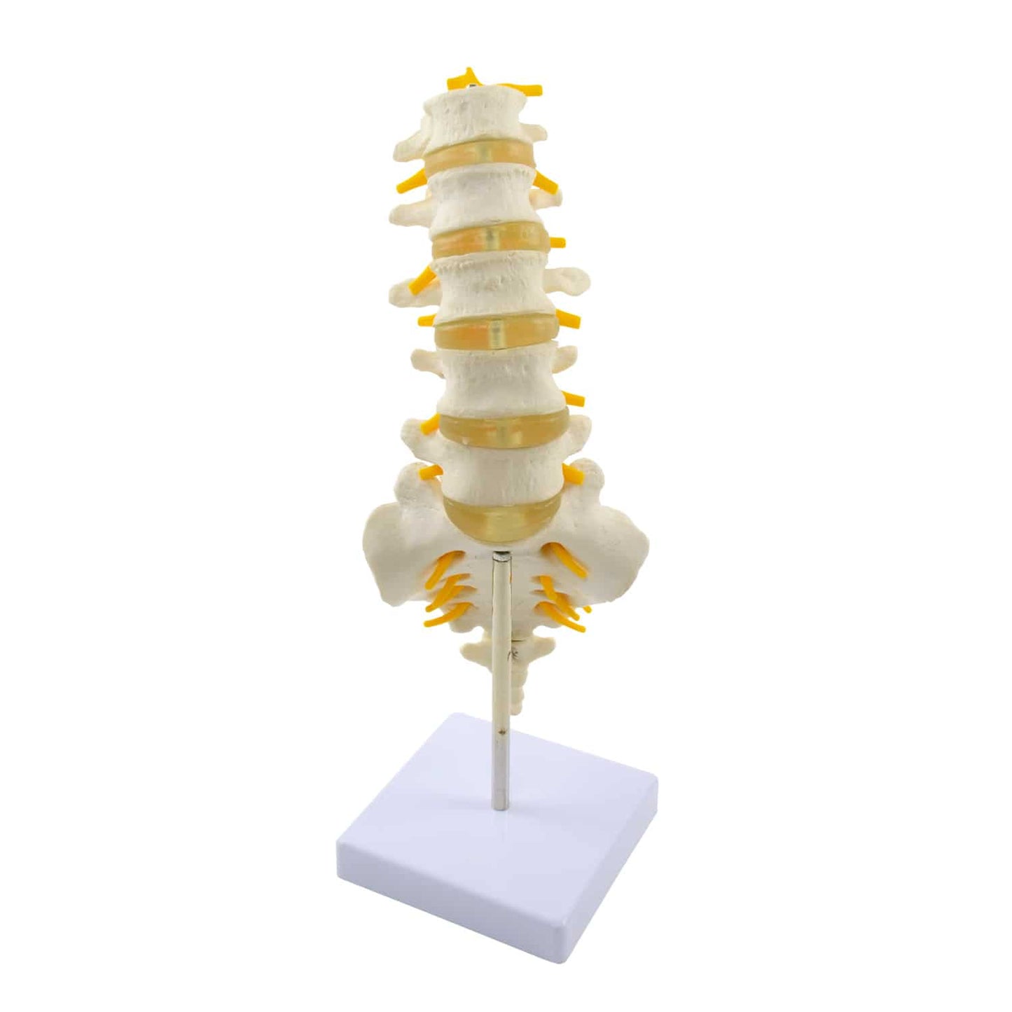 Lendenwirbelsäule Modell von HeineScientific - anatomisches Detailmodell für Orthopädie und Physiotherapie - Med-Praxisbedarf