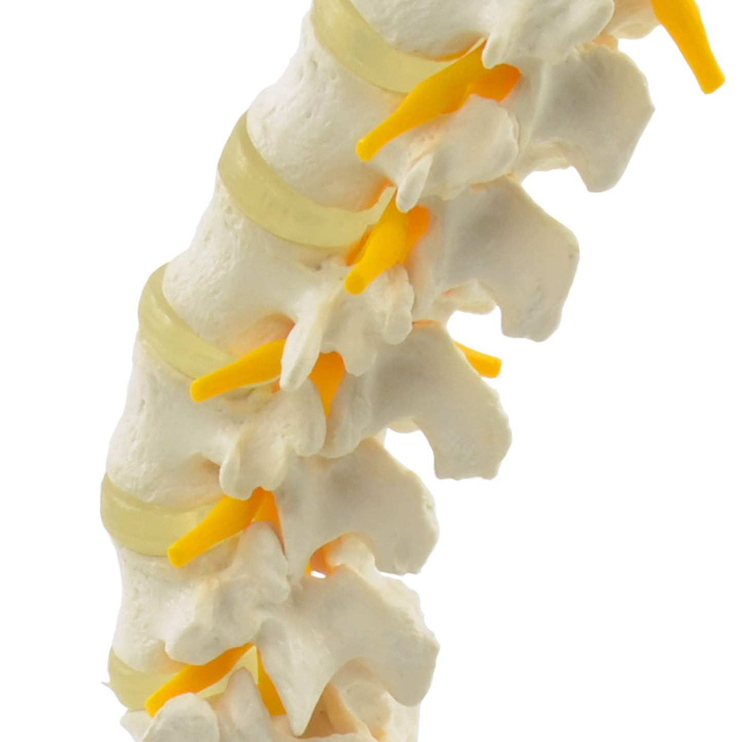 Modell der Lendenwirbelsäule - zeigt fünf Lendenwirbel, Os Sacrum und Coccyx in Lebensgröße - Med-Praxisbedarf