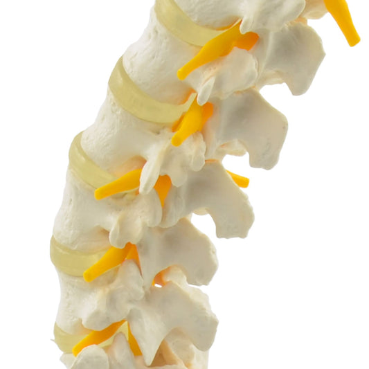 Modell der Lendenwirbelsäule - zeigt fünf Lendenwirbel, Os Sacrum und Coccyx in Lebensgröße - Med-Praxisbedarf