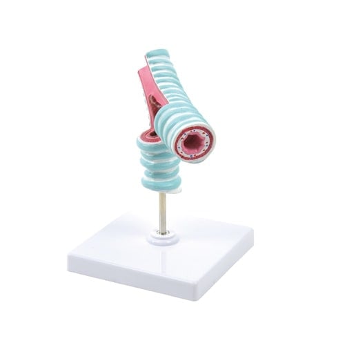 Luftröhrengabel Modell von HeineScientific - detailliertes Modell des distalen Trachea-Endes - Med-Praxisbedarf