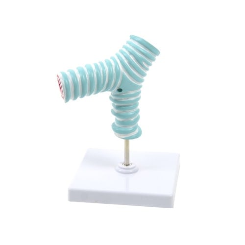 Anatomiemodell der Trachealbifurkation - für Pneumologie und Medizinstudium, mehrfarbig - Med-Praxisbedarf
