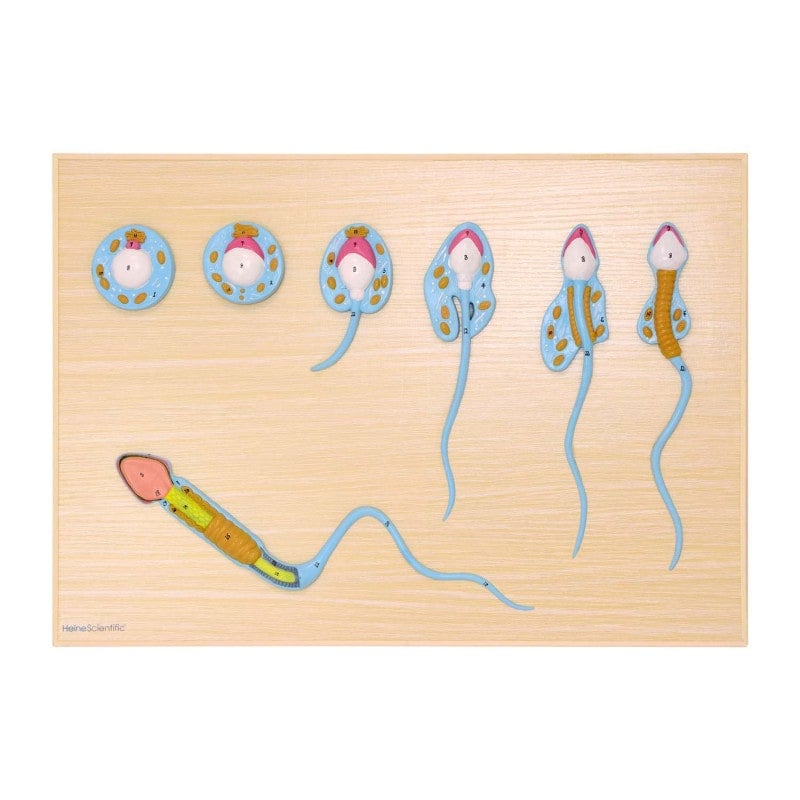 Spermiogenese Modell - 7-teiliges Anschauungsmodell zur Spermienreifung auf Sockelplatte - Med-Praxisbedarf