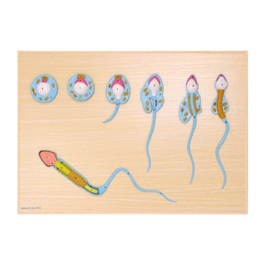 Spermiogenese Modell - 7-teiliges Anschauungsmodell zur Spermienreifung auf Sockelplatte - Med-Praxisbedarf