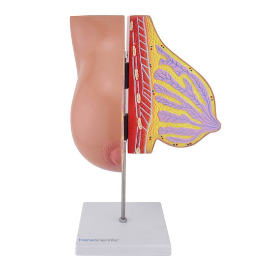 Modell der laktierenden Brust - anatomisches Anschauungsmodell für Stillberatung und Gynäkologie - Med-Praxisbedarf