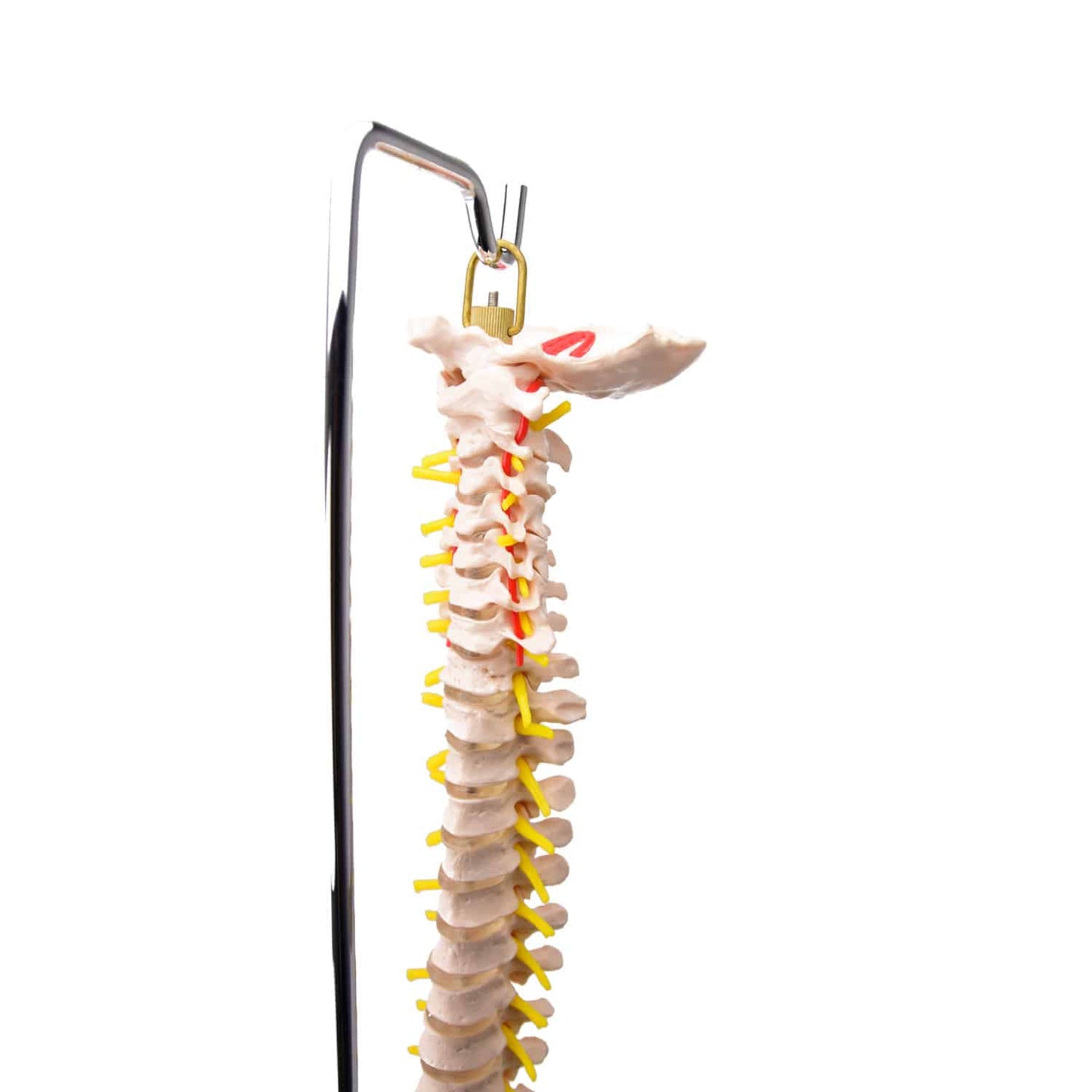 Lebensgroße Wirbelsäule mit Beckenknochen - Anschauungsmodell für Orthopädie und Physiotherapie - Med-Praxisbedarf