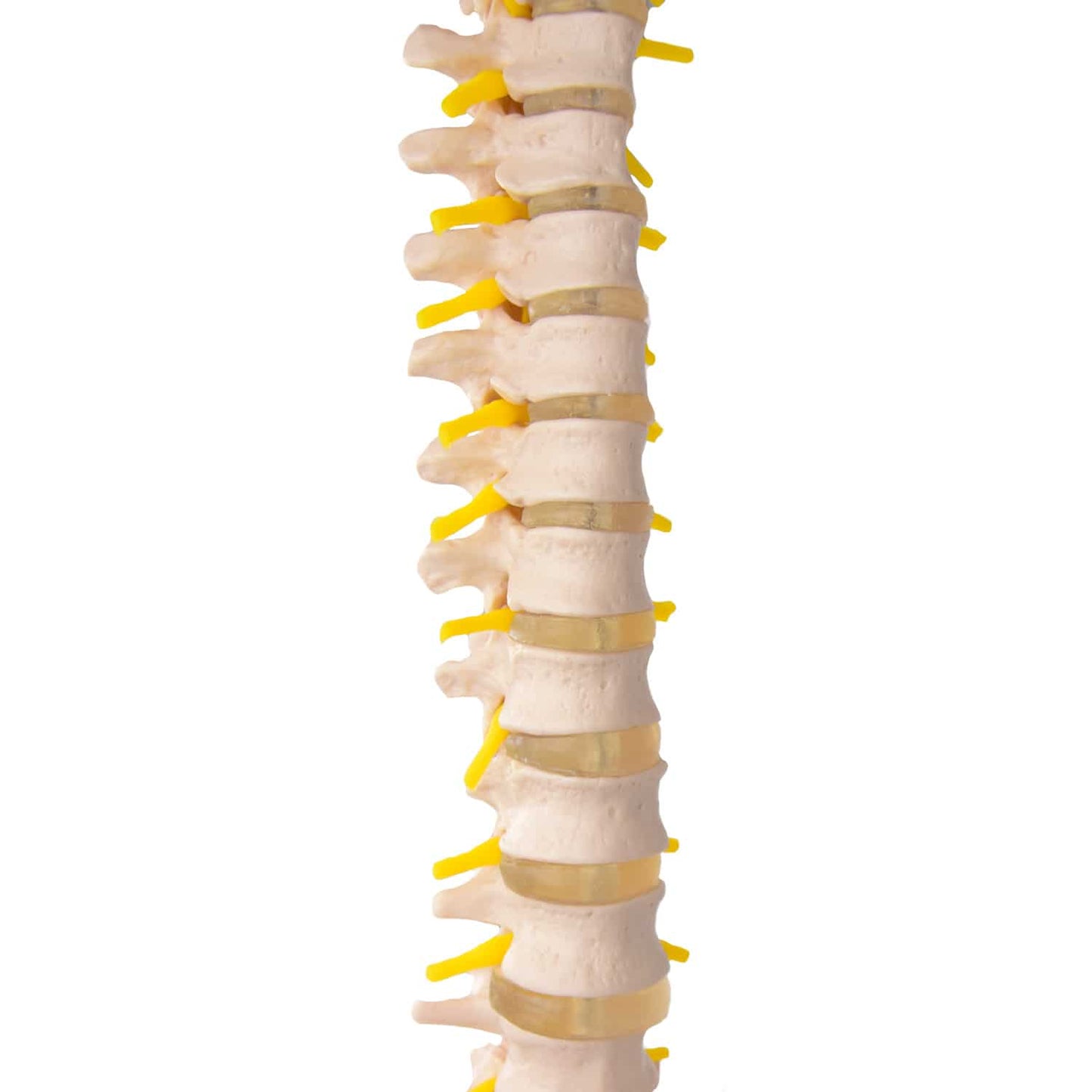 Anatomisches Wirbelsäulenmodell mit Becken - lebensgroß, alle Wirbel und Bandscheiben - Med-Praxisbedarf