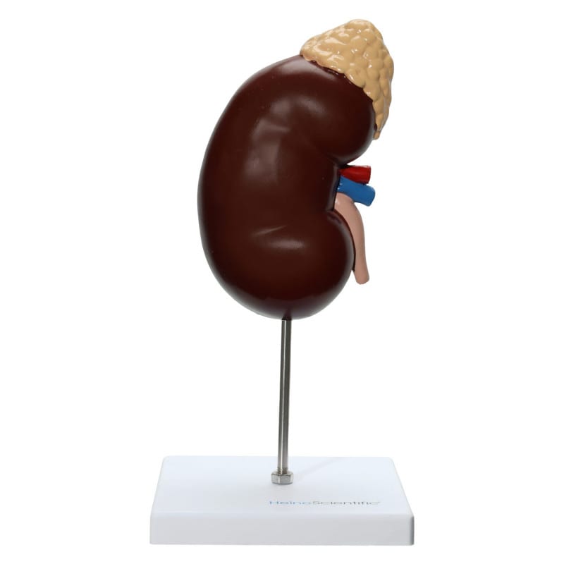 Niere mit Nebenniere Modell - Anatomisches Demonstrationsmodell für Ausbildung und Praxis, 16 cm hoch - Med-Praxisbedarf