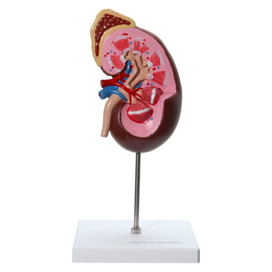 Anatomisches Nierenmodell mit Nebenniere - 1,5-fache Lebensgröße, detaillierte Strukturen von HeineScientific - Med-Praxis...