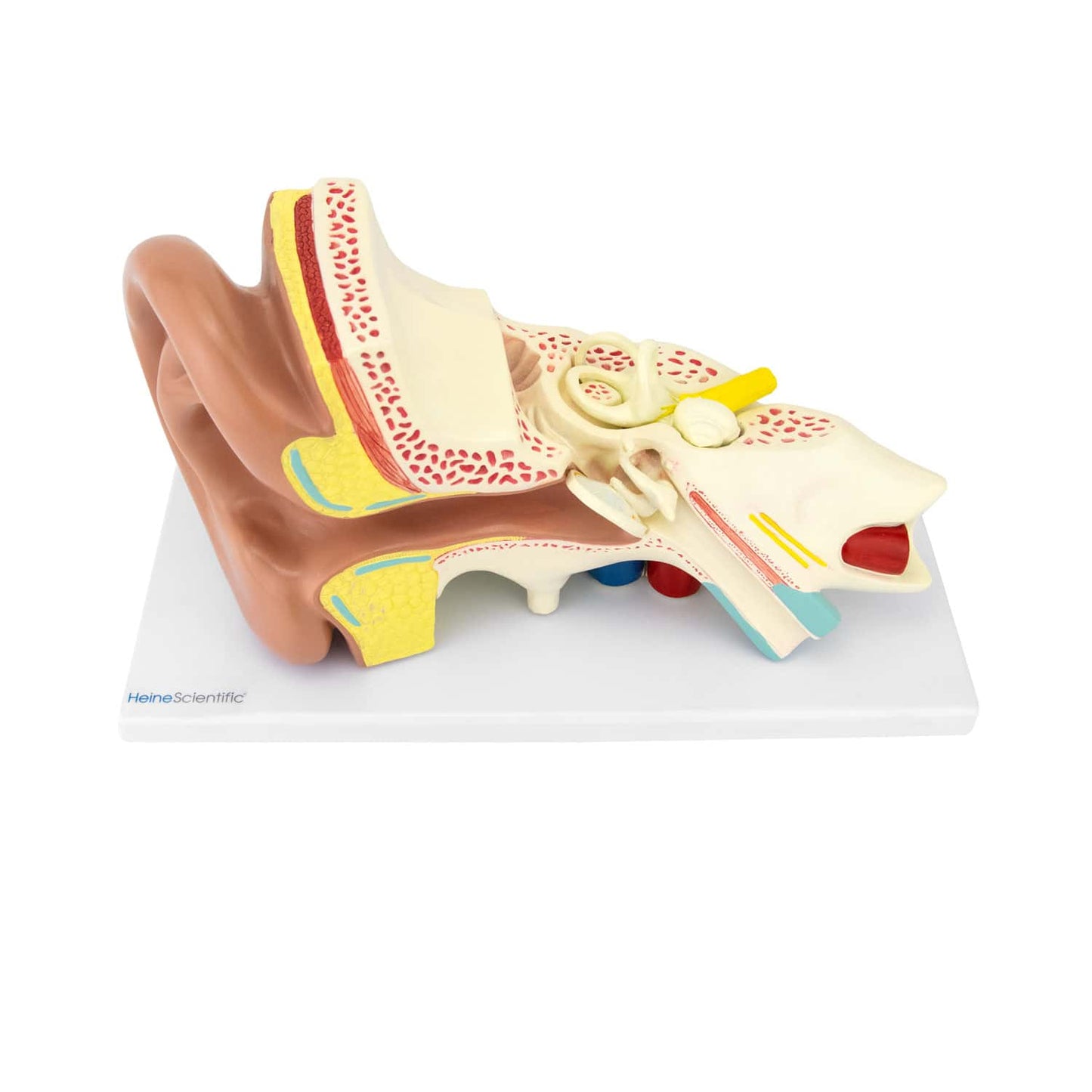 Anatomisches Ohr Modell 4-teilig - detaillierte dreifache Vergrößerung - HeineScientific Modell