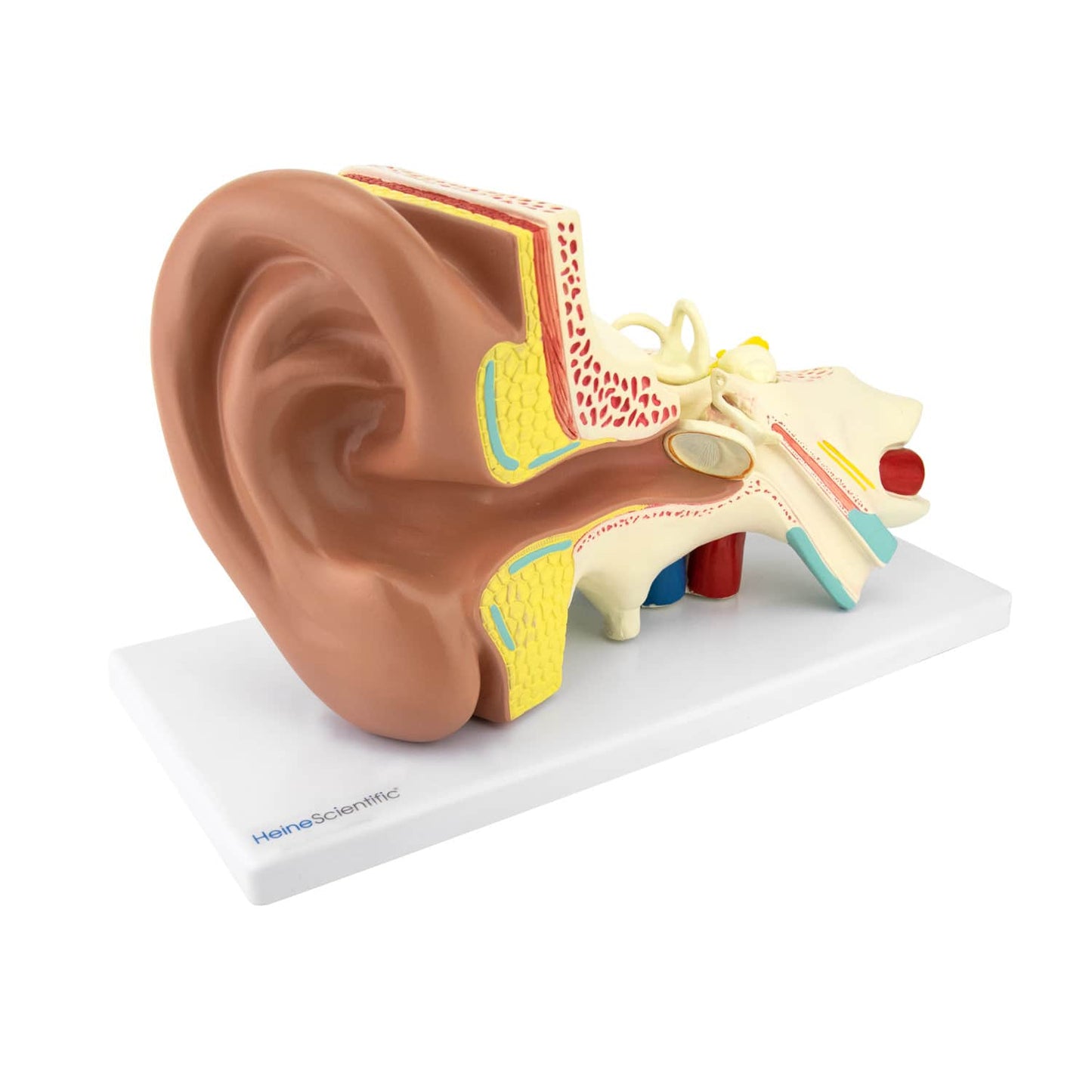 Ohrmodell 4-teilig - detailliertes Anatomiemodell in 3-facher Vergrößerung von HeineScientific - Med-Praxisbedarf