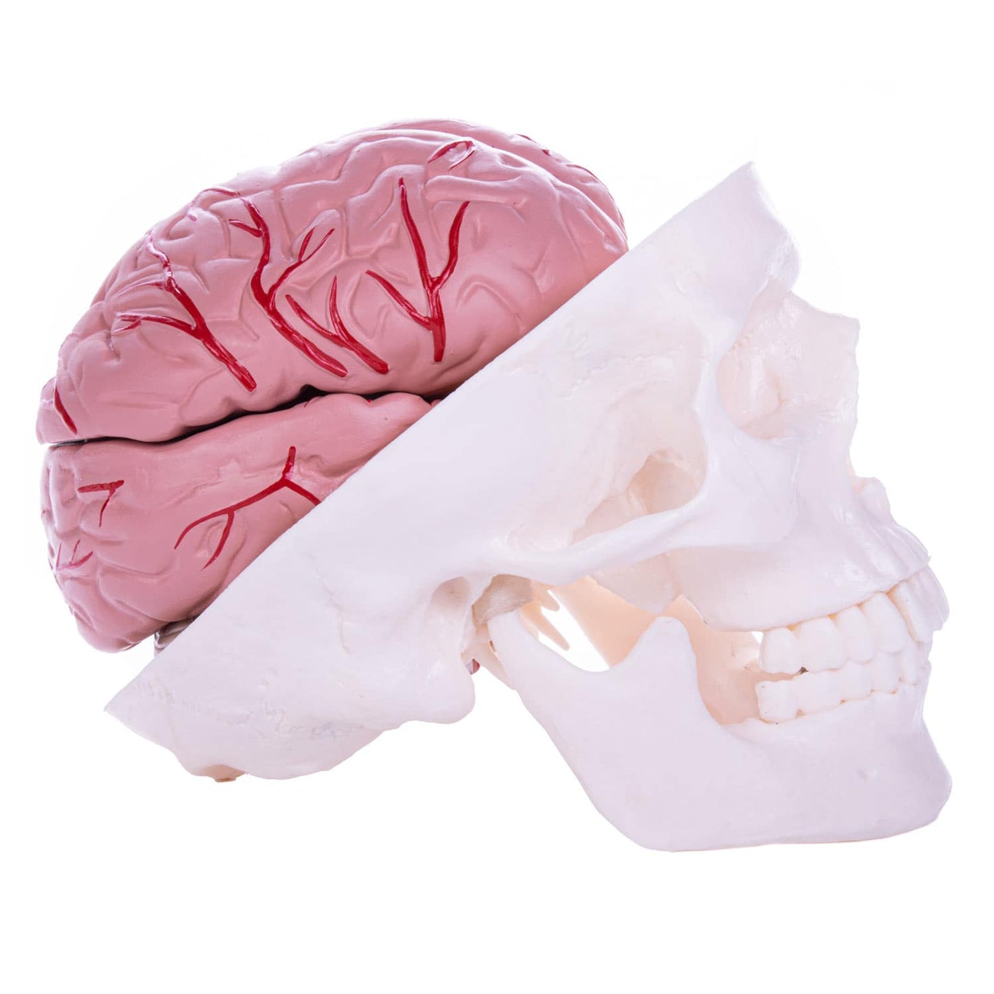 Schädelmodell mit Gehirn - Detailaufnahme der Gehirnhälften im anatomischen Schädel - Med-Praxisbedarf