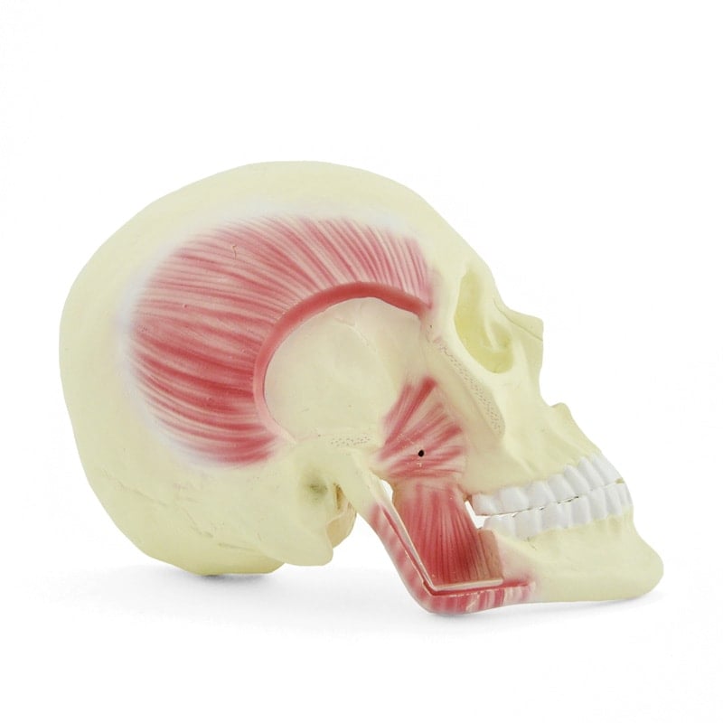 Schädelmodell mit Kaumuskulatur - anatomisches Modell von HeineScientific auf dem Schreibtisch - Med-Praxisbedarf