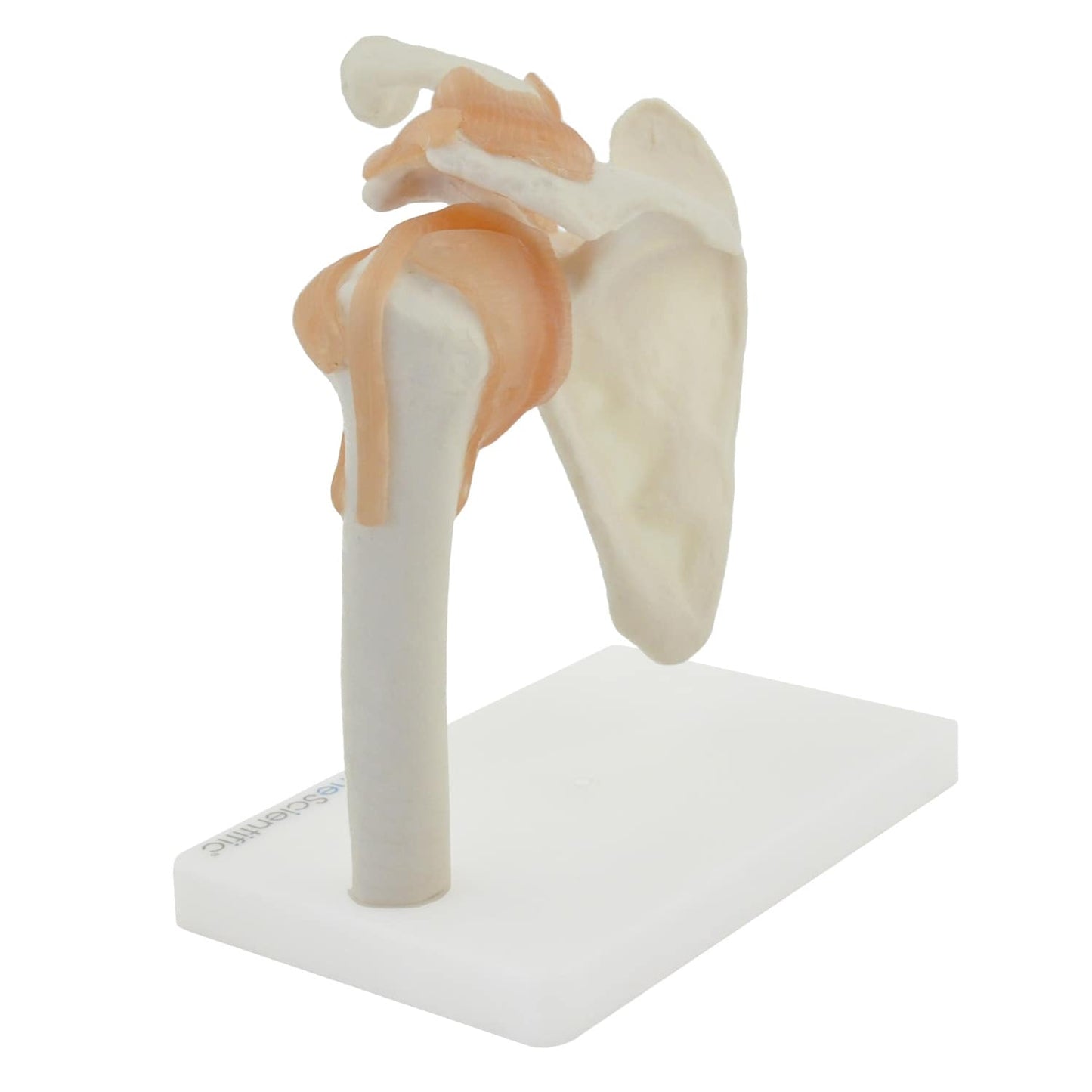Schulter-Modell mit Bändern von HeineScientific - anatomisches Gelenkmodell für die Ausbildung - Med-Praxisbedarf