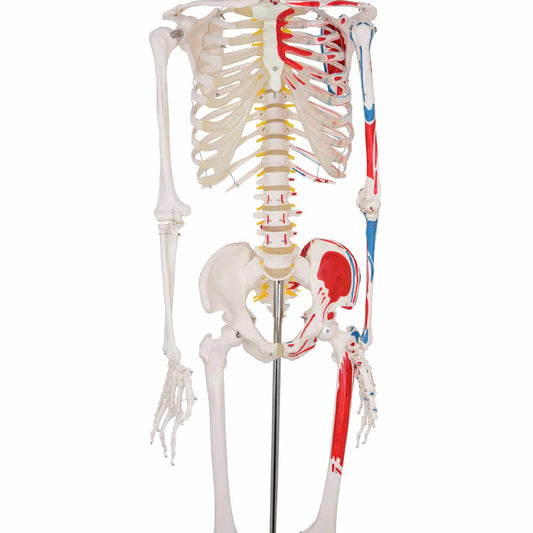 Skelett-Modell mit Darstellung der Muskelansätze - Anatomisches Modell von HeineScientific für Orthopädie - Med-Praxisbedarf