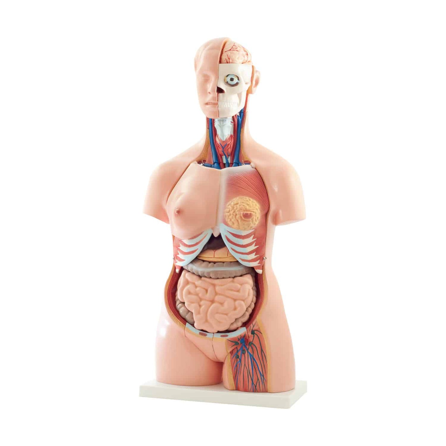 Anatomischer Torso 40-teilig - detailliertes Unterrichtsmodell für medizinische Ausbildung - Med-Praxisbedarf