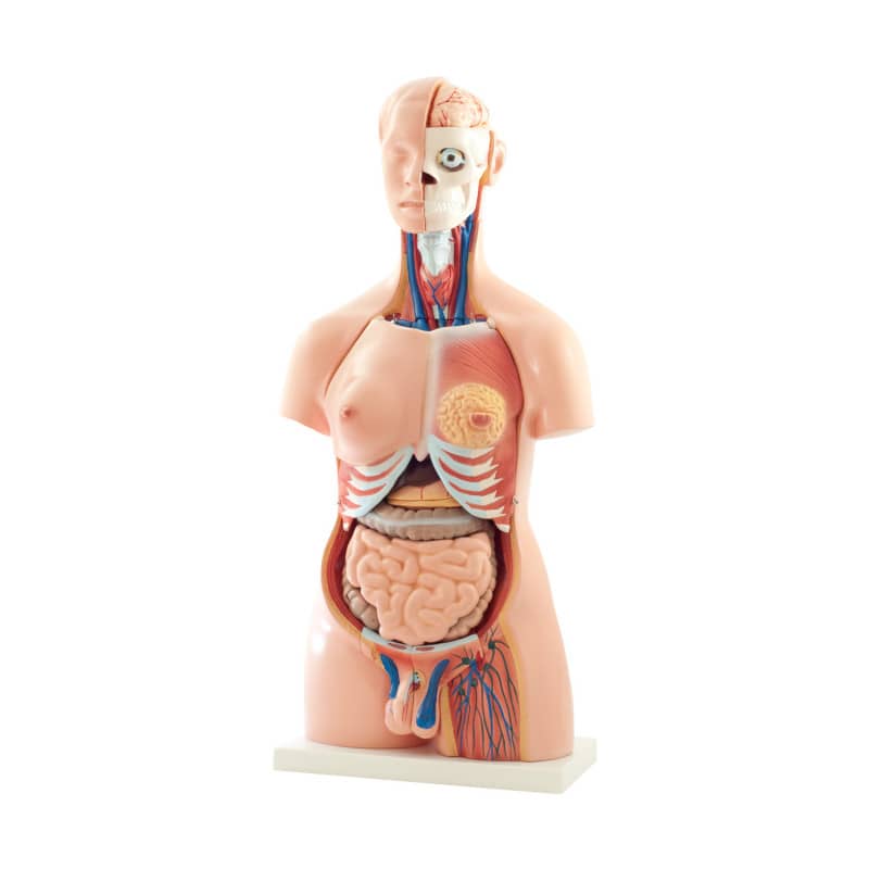 Torso-Modell 40-teilig - vollständiges anatomisches Modell in Lebensgröße von HeineScientific - Med-Praxisbedarf