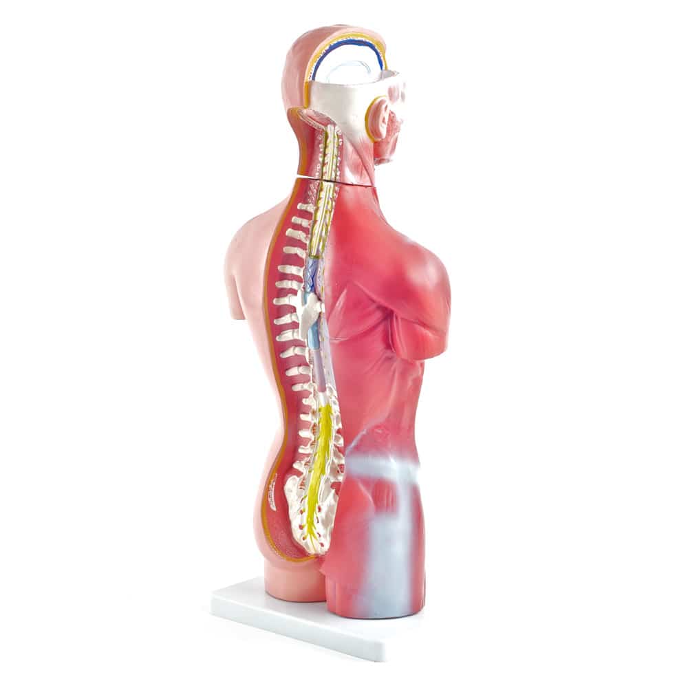 Anatomischer Torso ohne Geschlechtsmerkmale - detailliertes Demonstrationsmodell für den Unterricht - Med-Praxisbedarf