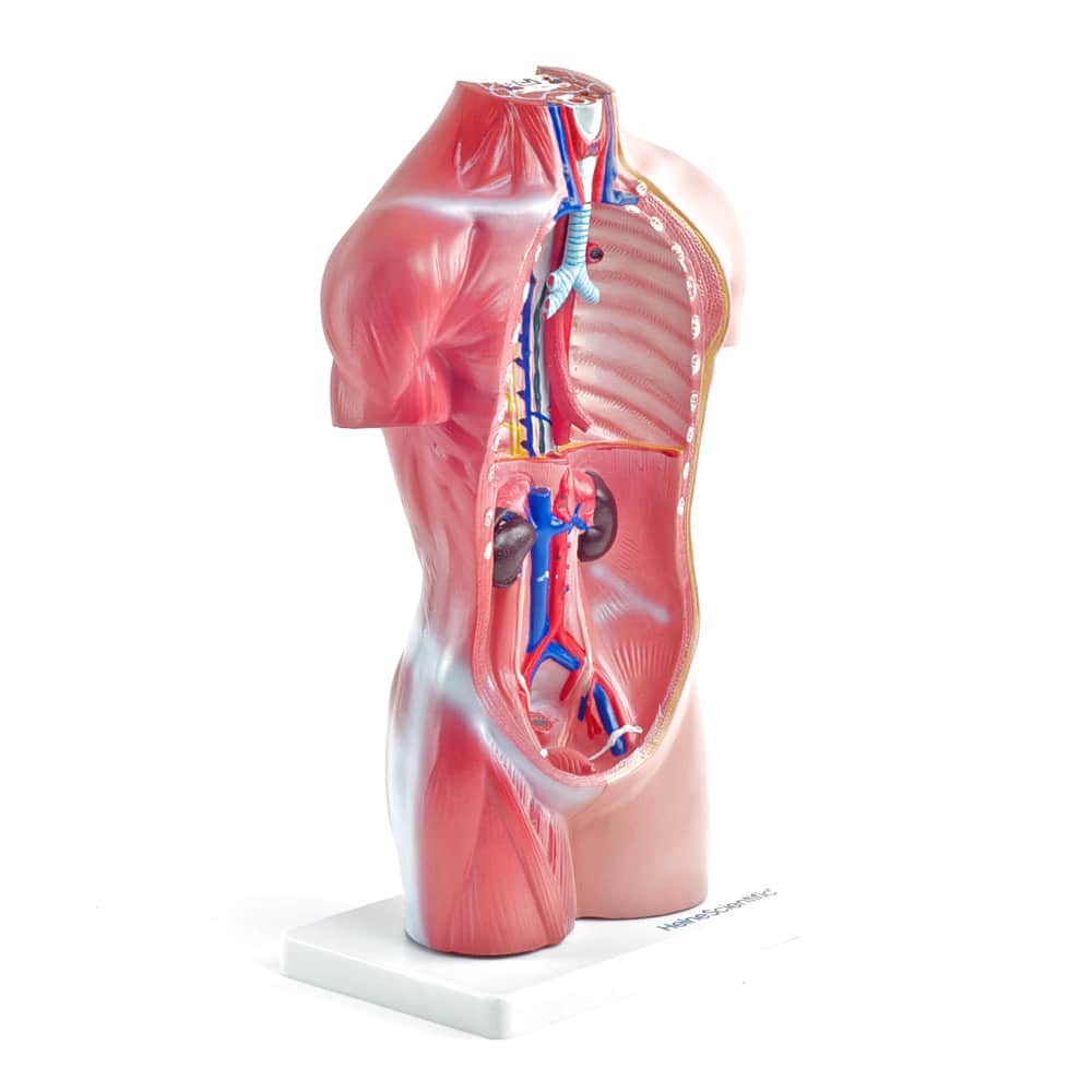 Torso-Modell menschlicher Körper - neutrales Lehrmodell für Anatomiestudium und Ausbildung - Med-Praxisbedarf