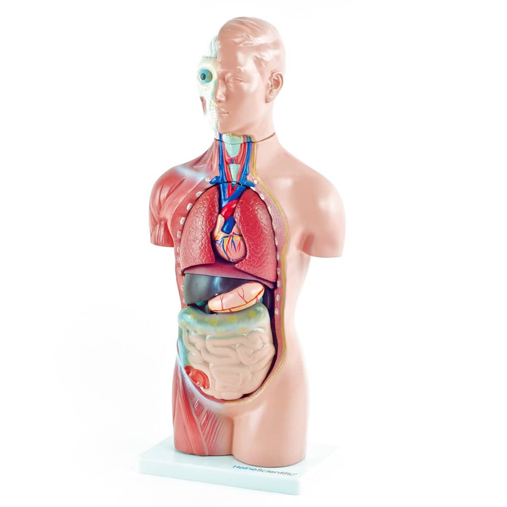 Medizinischer Torso ohne Geschlechtsmerkmale - robustes Ausbildungsmodell von HeineScientific - Med-Praxisbedarf