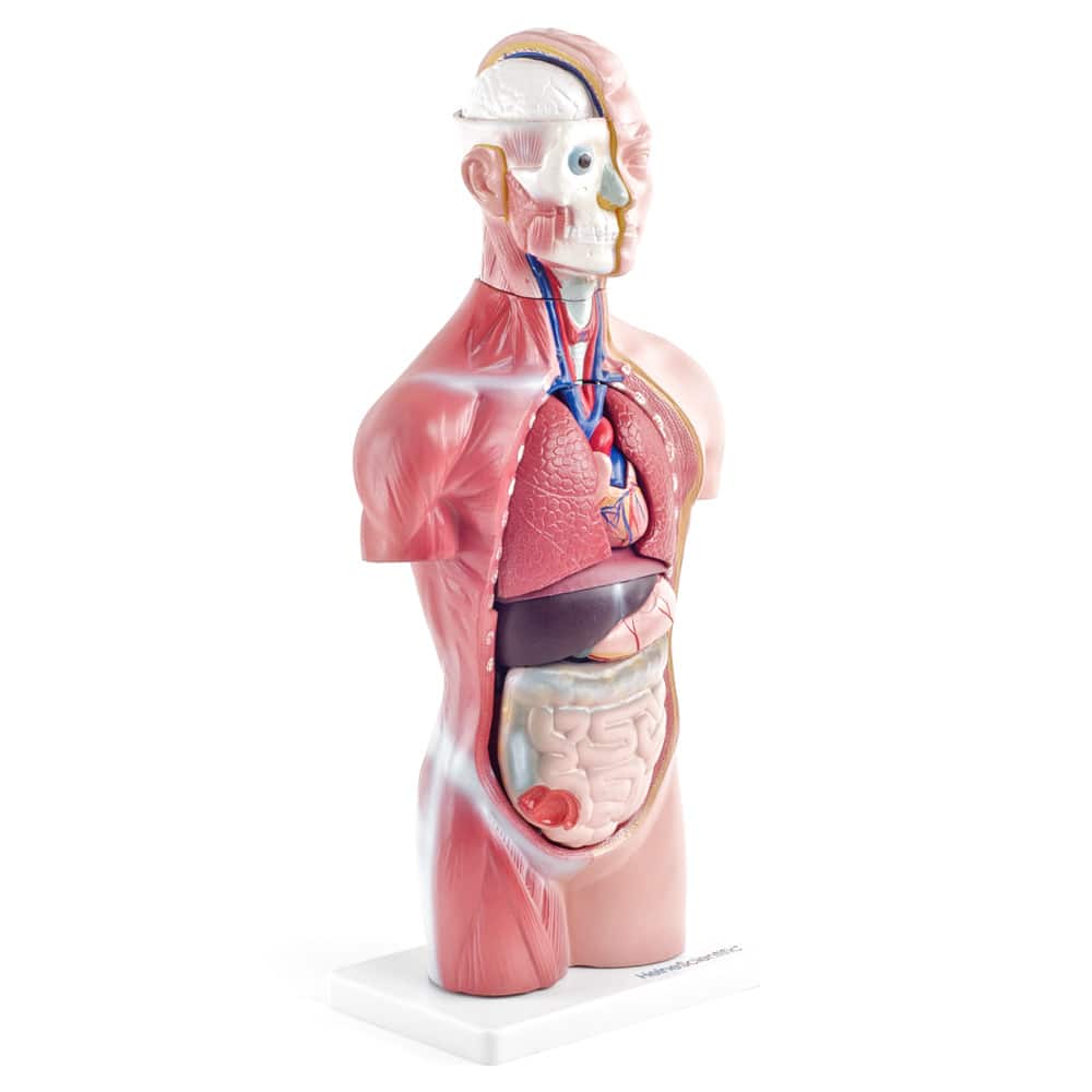 Anatomisches Torso-Modell - vereinfachte Darstellung für Unterricht und Praxis - Med-Praxisbedarf