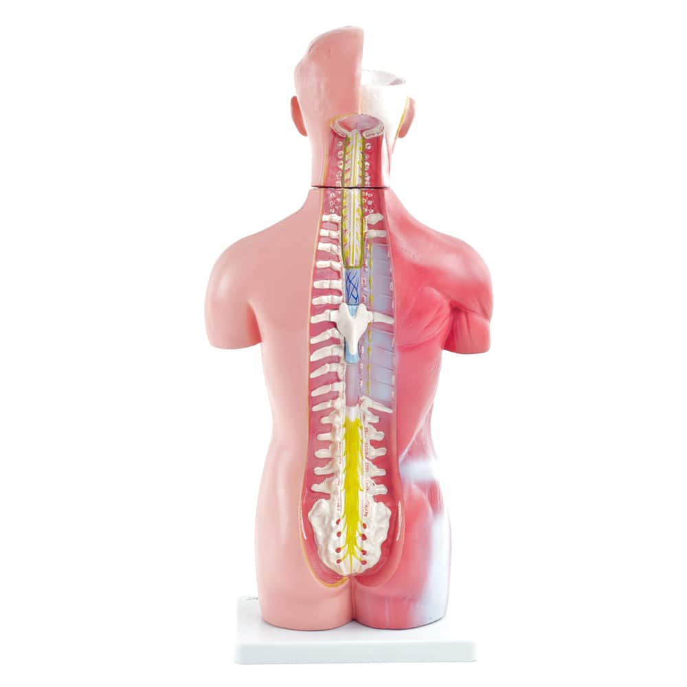 Human-Torso Modell neutral - stabile Basis für Studium und Patientenaufklärung - Med-Praxisbedarf