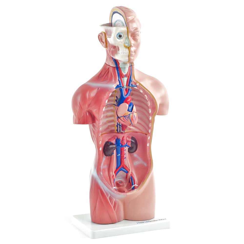 Torso-Modell ohne Geschlechtsmerkmale - verkleinerte anatomische Darstellung auf stabilem Kunststoffsockel - Med-Praxisbedarf