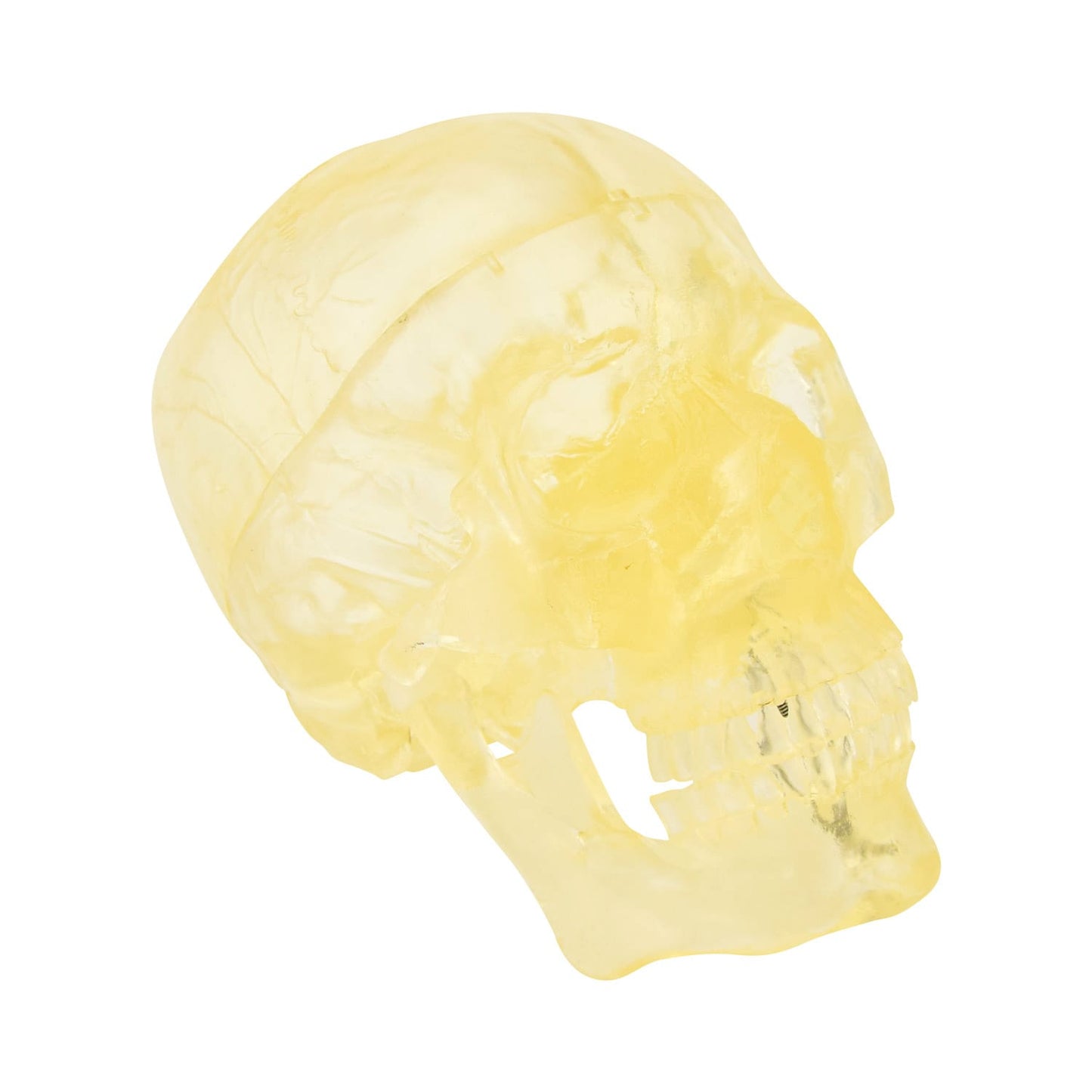 Schädelmodell transparent - Anatomische Strukturen sichtbar, 21 cm hoch - Med-Praxisbedarf