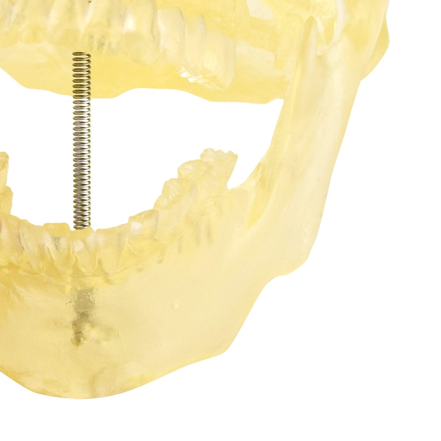 Menschlicher Schädel transparent - Modell von HeineScientific für Studium - Med-Praxisbedarf
