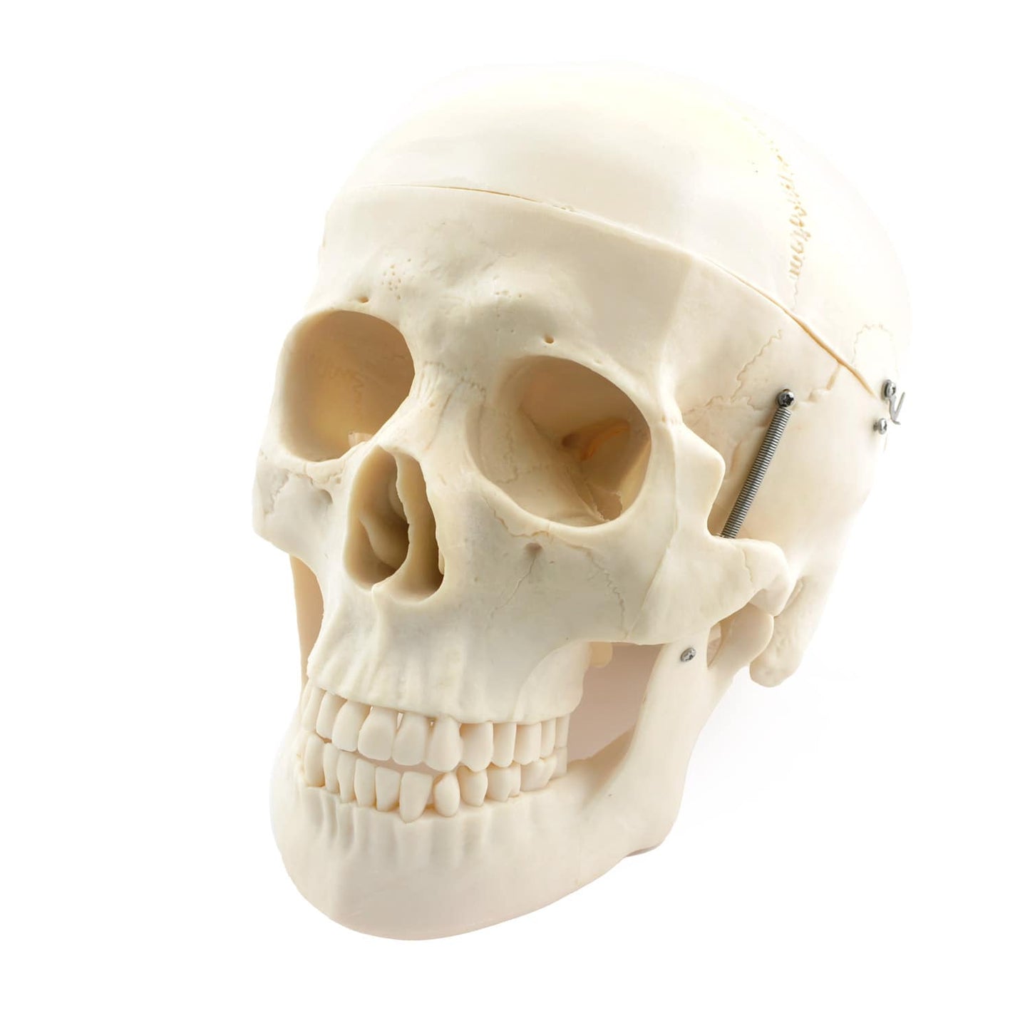 Unmontierter Skelett-Satz - menschliches Skelett in Einzelteilen, Anatomie-Modell von HeineScientific - Med-Praxisbedarf