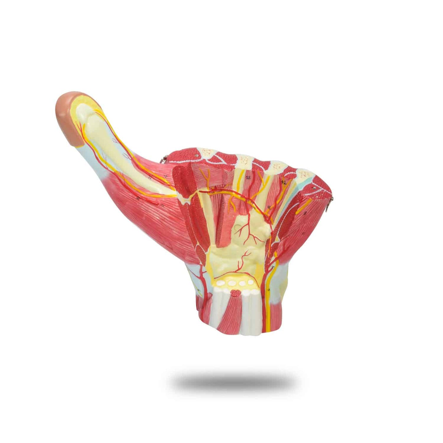 Vergrößertes Handmodell 3-teilig anatomisch - Knochen, Muskeln, Sehnen und Nerven detailliert - Med-Praxisbedarf