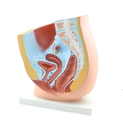 Anatomisches Modell weibliches Becken - detaillierte Strukturen im Sagittalschnitt, Lehrmittel - Med-Praxisbedarf