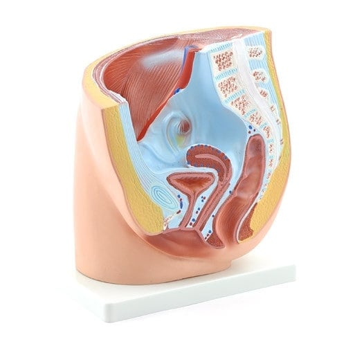 Weibliches Becken-Modell anatomisch - Sagittalschnitt, 25x18x28 cm, von HeineScientific - Med-Praxisbedarf