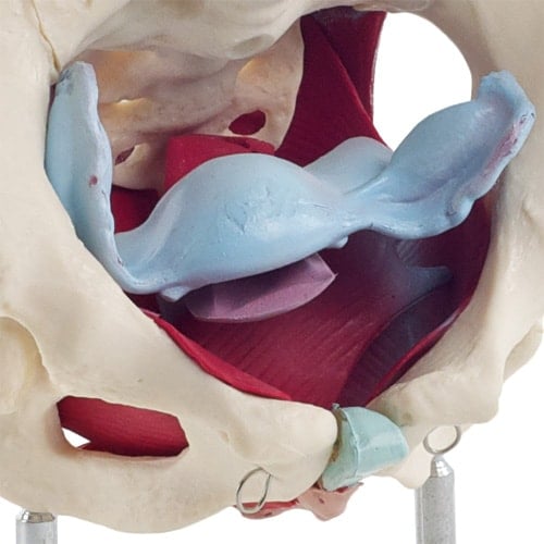 Beckenmodell mit Beckenbodenmuskulatur weiblich - anatomische Darstellung für Unterricht und Praxis - Med-Praxisbedarf