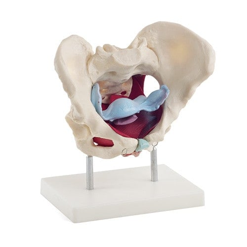 Weibliches Beckenmodell mit Beckenbodenmuskeln - detaillierte Anatomie, 25x24x15 cm, HeineScientific - Med-Praxisbedarf