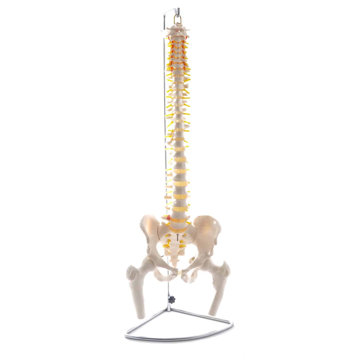 Wirbelsäule-Modell Detailansicht Becken - realistische Darstellung der menschlichen Anatomie mit Femurköpfen - Med-Praxisb...