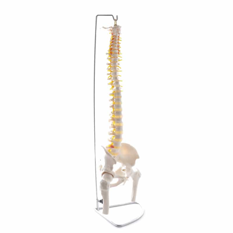 Wirbelsäulen-Modell mit Becken und Femurköpfen - lebensgroßer Anatomie-Abguss für Schulung und Praxis - Med-Praxisbedarf