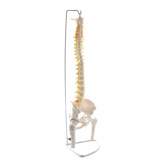 Wirbelsäulen-Modell mit Becken und Femurköpfen - lebensgroßer Anatomie-Abguss für Schulung und Praxis - Med-Praxisbedarf