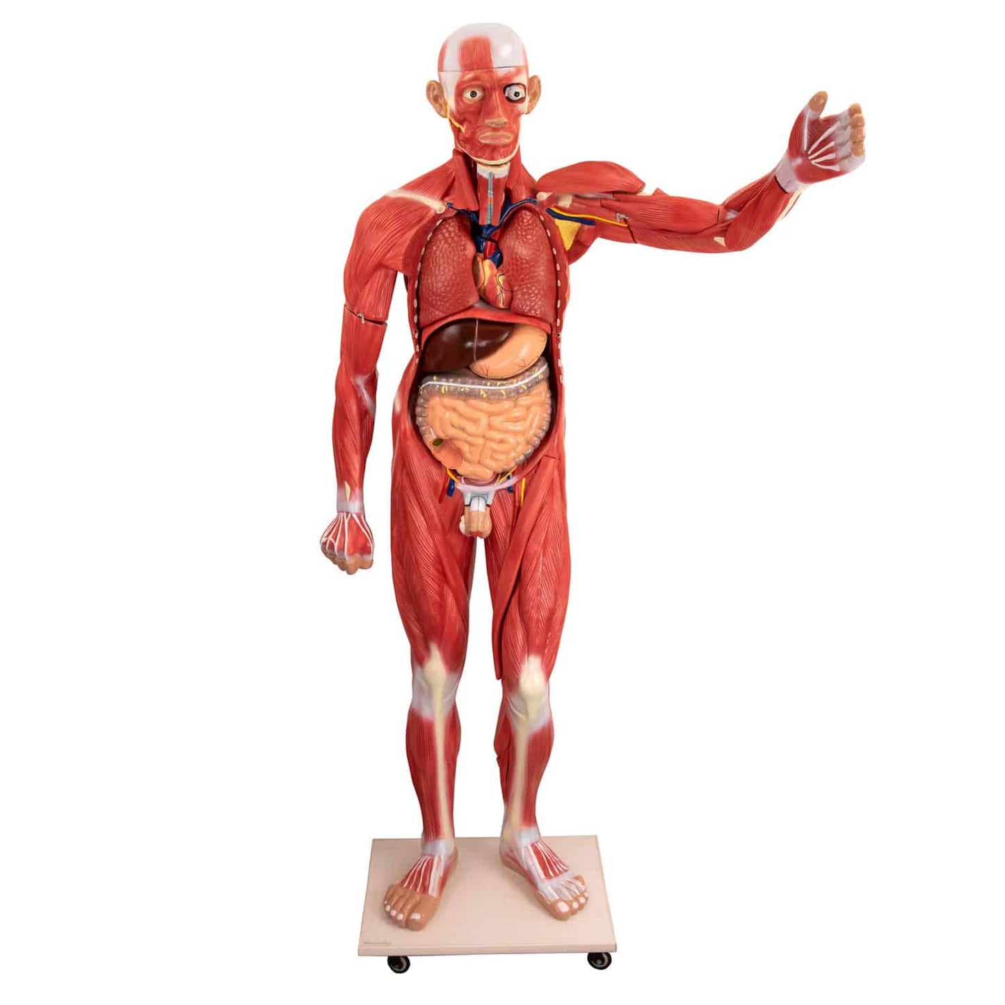 Human-Modell Anatomie zum Zerlegen - pädagogisches Modell von HeineScientific für Ausbildung - Med-Praxisbedarf