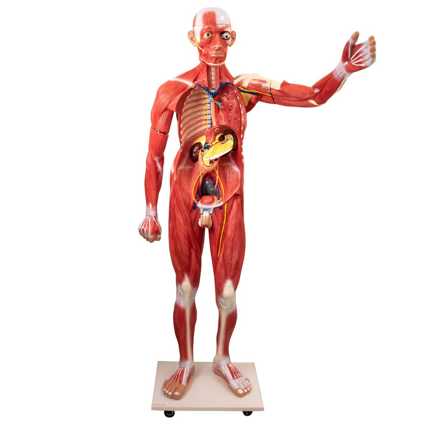 Lebensgroßes Human-Modell zerlegbar - detaillierte männliche Anatomie mit Organen - Med-Praxisbedarf