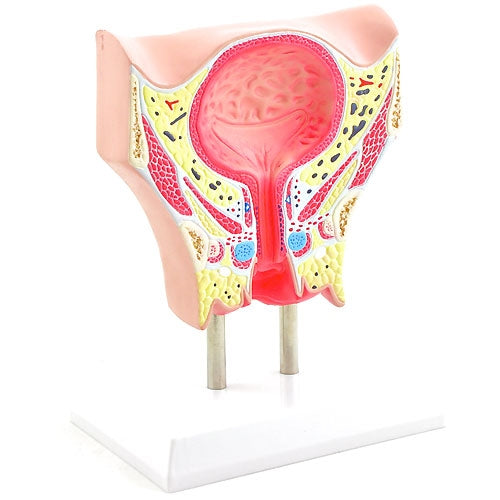 Anatomisches Modell der weiblichen Blase | EAN 4260306779062 | günstig kaufen