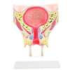 Anatomisches Modell der weiblichen Blase